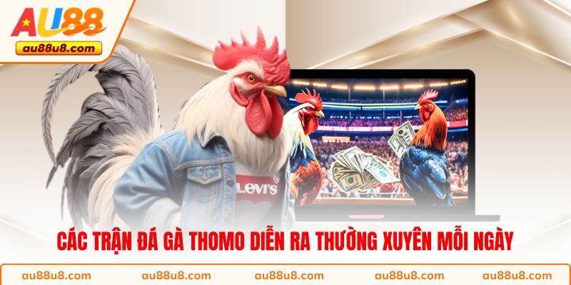 Các trận đá gà Thomo diễn ra thường xuyên mỗi ngày