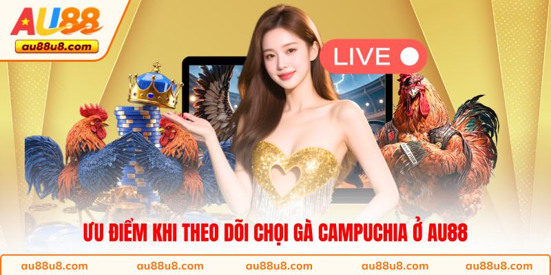 Ưu điểm khi theo dõi chọi gà Campuchia ở AU88